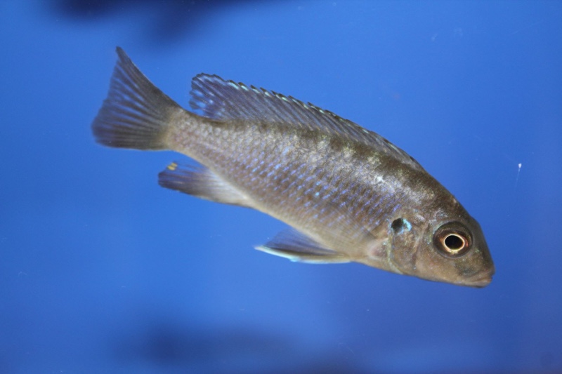 Maylandia aurora 'Mala Point'